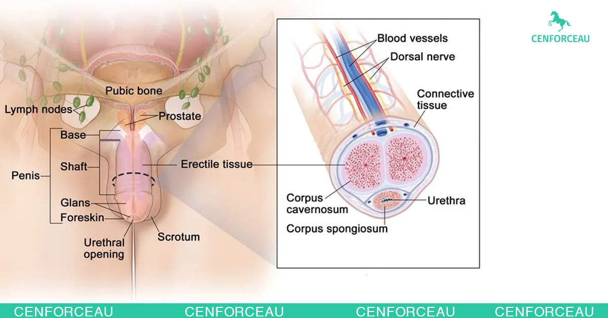 Cross-sectional anatomical diagram of penis, highlighting corpora cavernosa and blood vessels involved in erection