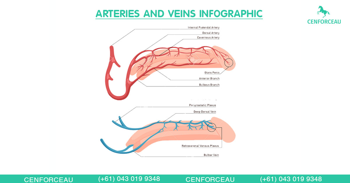 Diagram of penile arteries and veins illustrating blood flow mechanisms involved in erections