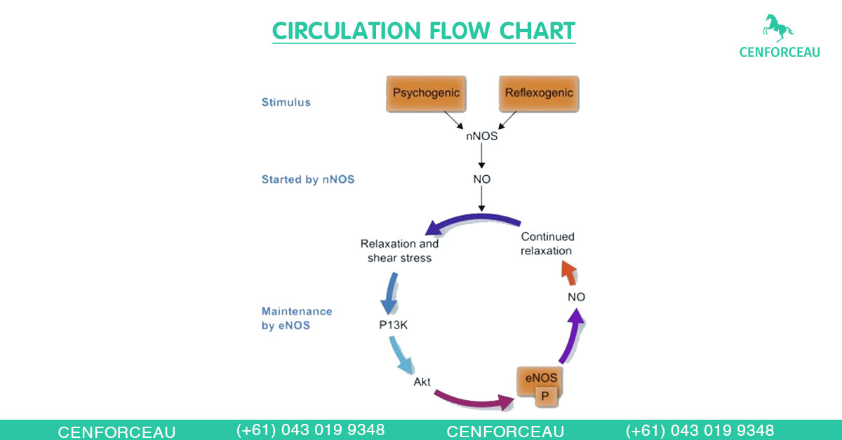 Diagram of penile blood circulation cycle highlighting nitric oxide and PDE5 role in erection