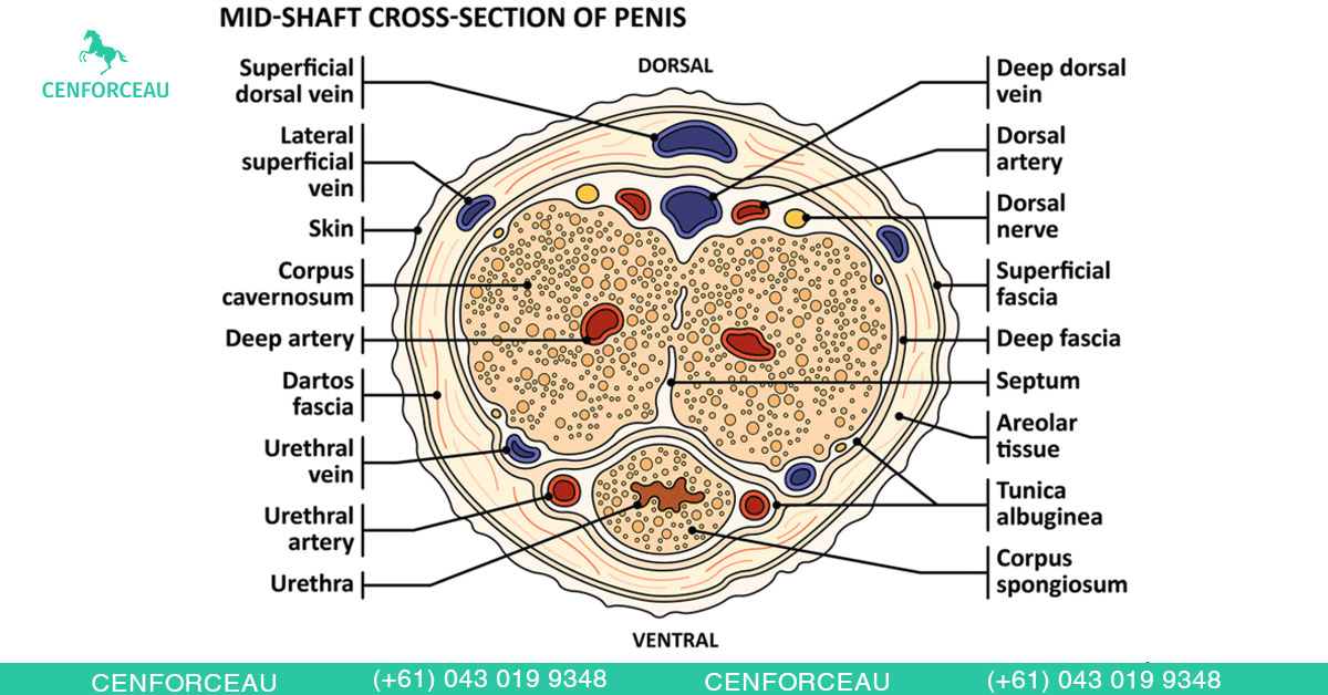 Medical diagram showing penile anatomy cross-section