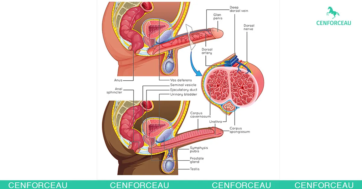 Medical diagram showing penile anatomy in flaccid and erect states, explaining the blood flow mechanism in erectile dysfunction