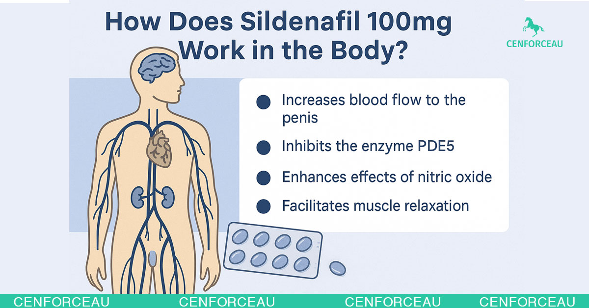 Educational infographic illustrating how Sildenafil works in the body, showing blood flow, timing, and duration of effectiveness
